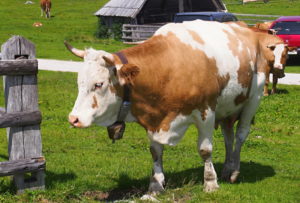 Velika Planina