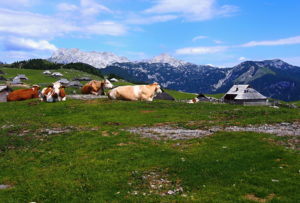 Velika Planina