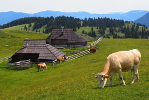 Velika Planina