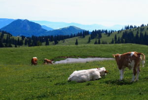 Velika Planina