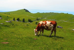 Velika Planina